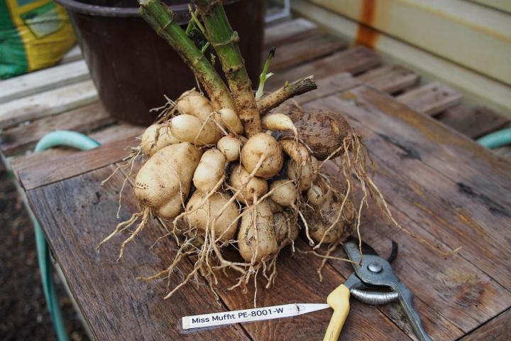 Dahlia tubers. Photo by F.D. Richards/Wikimedia Commons.